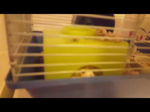 Animal Friday | Meet Jonah Junior!