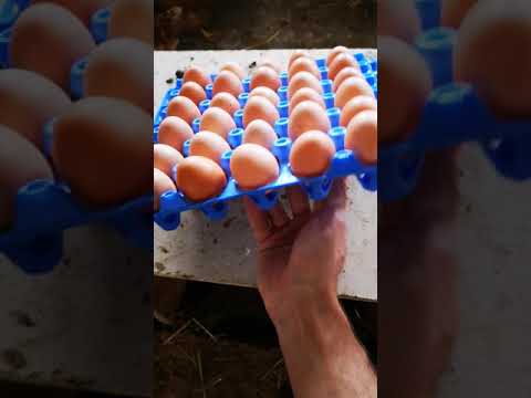 , title : 'Chov sliepok, zber vajec - Layer Chicken Farming "SUBTITLES"'