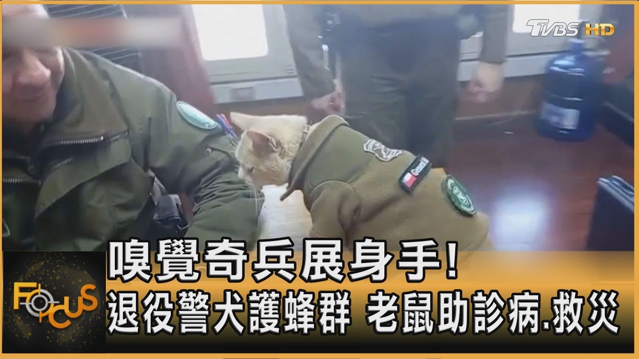 嗅覺奇兵展身手!退役警犬護蜂群 老鼠助診病.救災