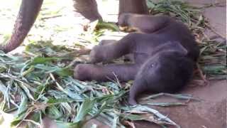 preview picture of video 'Baby Navann - Elephant Nature Park, Chiang Mai'