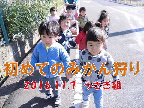八幡保育園(福井市）うさぎ組(1歳児）がみかん狩りに出かけました。2016年11月
