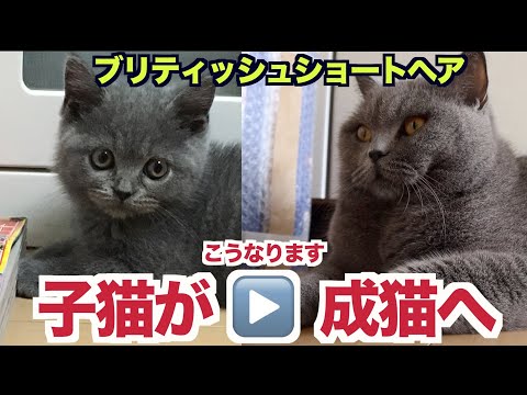 ブリティッシュショートヘア – 島から来た居心地の良い美しさ