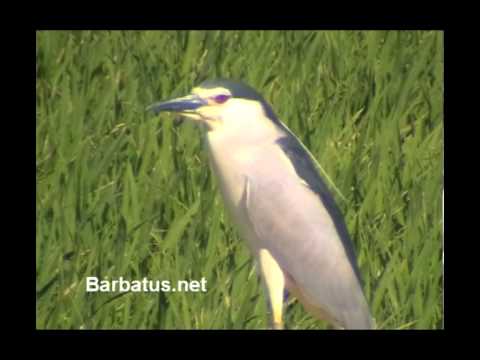 Martinete ( Nycticorax nycticorax ) Night heron