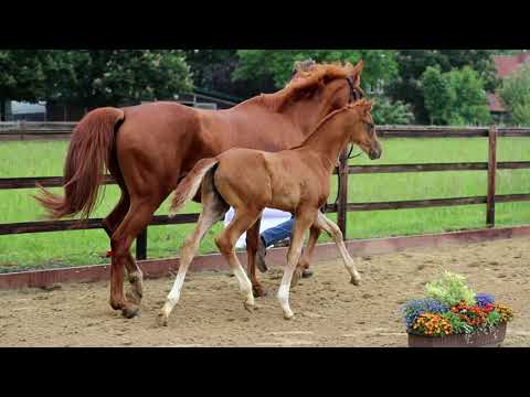 Hengstfohlen von V-Plus x Locksley II