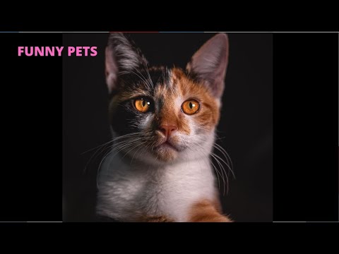 Funny Dogs and Cat |Funniest Pets| Anusha HW channel