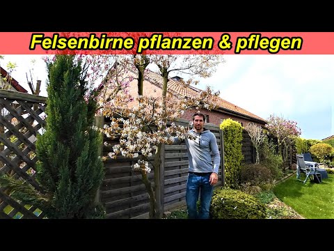 Felsenbirne Pflege Tipps - Felsenbirne richtig pflegen - Schneiden, Standort, düngen, gießen
