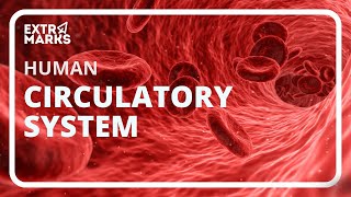 CBSE Class 10 Science Video on the bases of human circulatory system