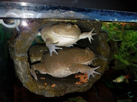 Budgett’s Frogs Go To War Over Food.