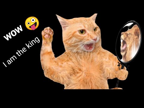 Amazing funny video of cat,অসাধারণ ফানি ভিডিও বিড়ালের