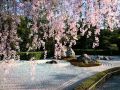 Japanese Instrumental - Eternity (Sakura's Leaves ...