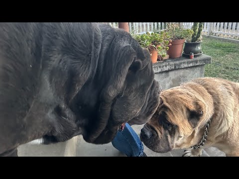 No ADT or Brinks needed here just American Molossus protection