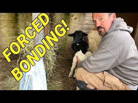 How I got rejected lamb to bond with Mother.