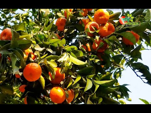 চাইনিজ মিষ্টি কমলার চাষ বাংলাদেশে - ২য় পর্ব-বিশেষজ্ঞ মতামত