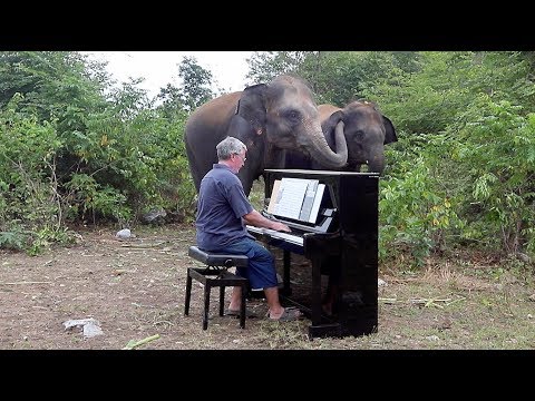 Elephants "Singing" with Piano in Their Own Way