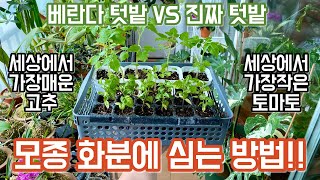 고추, 토마토모종 심는방법!! 화분과 텃밭에 모종을 심었어요!! 베란다 텃밭 VS 진짜 텃밭