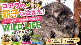 【シドニー観光】コアラの親子に感動!オーストラリアの動物に会えるWILD LIFE Sydney