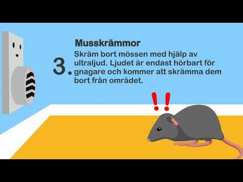 5 sätt att bekämpa möss i ditt hem