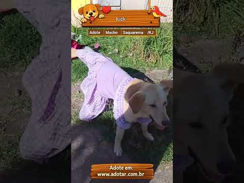 Vídeo de luck 