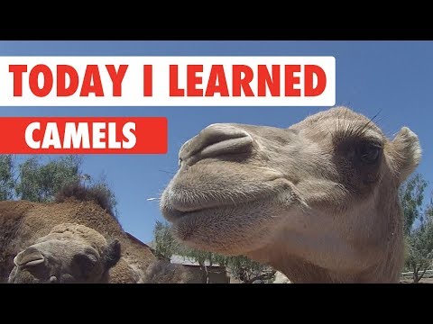 Today I Learned: Camels