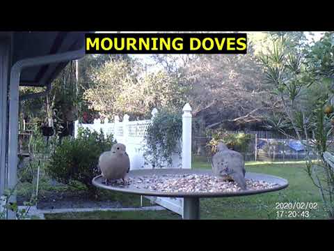 MOURNING DOVES