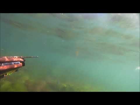 Spearfishing SIĞ SU LEVREK AVI.