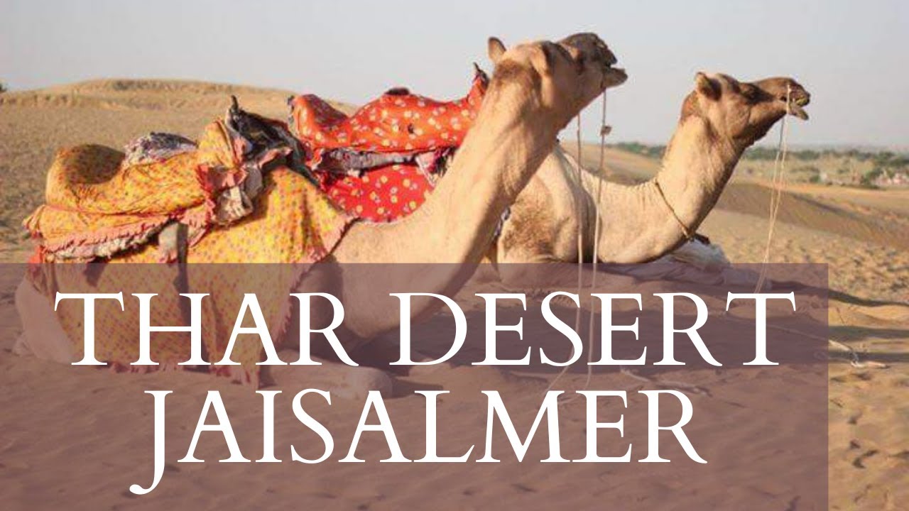 Thar Desert | Sam Sand Dunes | Jaisalmer, Rajasthan | #shorts