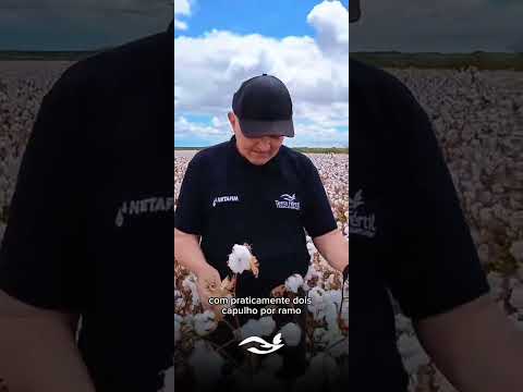 O algodão de melhor qualidade de fibra do Brasil!