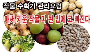애써 키운 작물, 다 된 밥에 코 빠진다. 작물 수확기 관리, 수확전 관리, 수확기, 수확후 관리 핵심(비대…