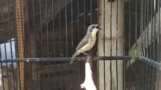 Download lagu Suara Pancingan burung Remetuk laut bahan jantan betina supaya cepat bunyi nyiul /nyuling GACOR mp3 Download lagu Suara Pancingan burung Remetuk laut bahan jantan betina supaya cepat bunyi nyiul /nyuling GACOR mp3