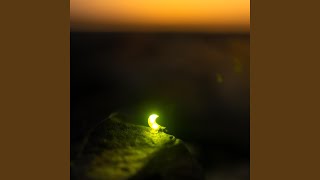 Firefly