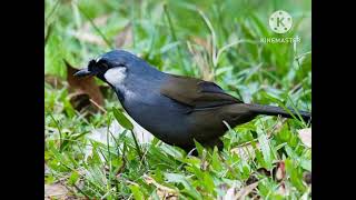 Download lagu Pancingan suara burung Poksay masteran burung Poksay kicauan burung Poksay Mandarin mp3 Download lagu Pancingan suara burung Poksay masteran burung Poksay kicauan burung Poksay Mandarin mp3