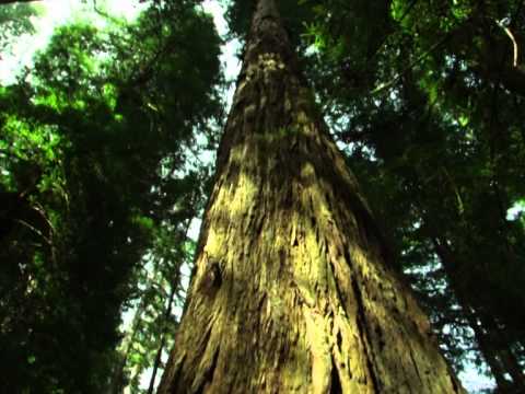 Годишни Музикални Награди на БГ Радио 2009