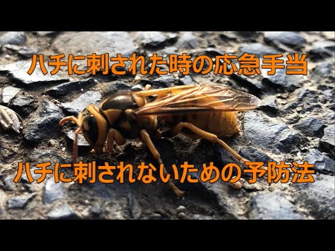 スズメバチに刺されたとき、または蜂に刺されたとき:最良の家庭療法 ライフスタイル