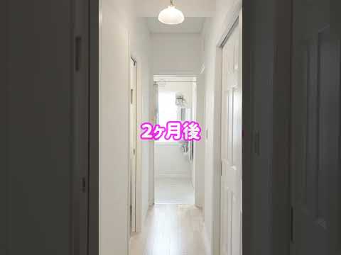 観賞用の吊り下げ植物 外装 インテリア オウムのくちばし