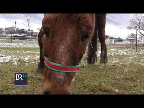 Diese Pferde suchen ein neues Zuhause | BR24