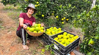 Pés de laranja explodindo de frutas, hoje é dia de colheita.