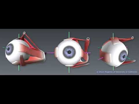 Part 6 of 9 - Superior oblique muscle