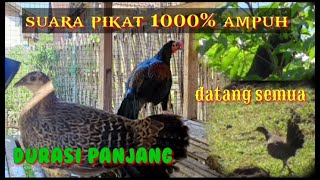 Download lagu Suara pikat ayam hutan hijau, 100% ayam hutan berdatangan mp3