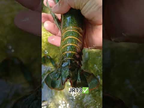 Criada de langostas y langostinos #langostinos #pesca #langosta #parati #riodejaneiro #reels