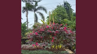 Download lagu Hidup Indah Bila Disyukuri mp3