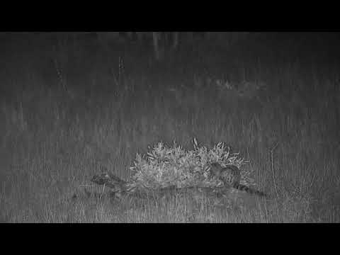 Djuma: Large Spotted Genet hunting - 00:54 - 07/04/19