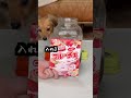 愛犬に材料選ばせて特製ドリンク使ってみた！2日かけてちゃんと飲みます。