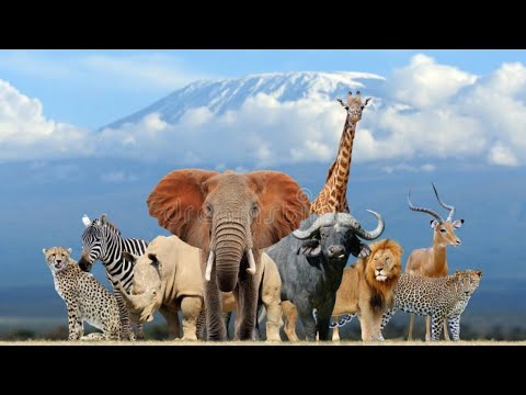 Top 10 strongest animals in the world