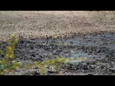 Djuma: Blacksmith Lapwing chick learns about Water Monitor Lizard dangers - 13: 54 - 06/27/19