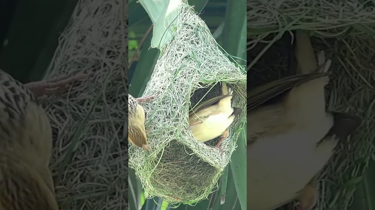 mazing Nest Building by Weaver Bird in Nature #weaverbirds #nesting