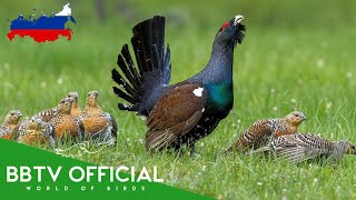 Download lagu Birds Of Russia | Most Beautiful Birds Found in Russia You've Never Seen | BBTV  mp3