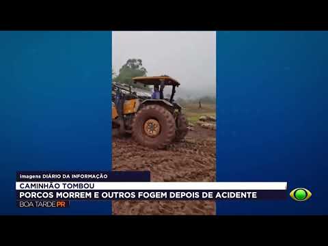 Caminhão com porcos tomba na PR-471 em Três Barras do Paraná