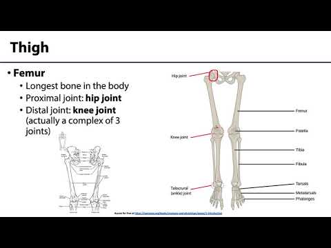 Lower Limb - Bones & Joints