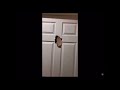 Elmo Crashes Through Door