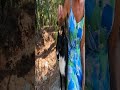 Loudly Purring Tuxedo Cat Loves Me So Much Shorts